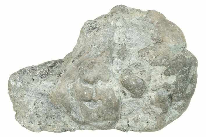 Ordovician Chaetetid Sponge (Solenopora) Fossil - Kentucky #270366